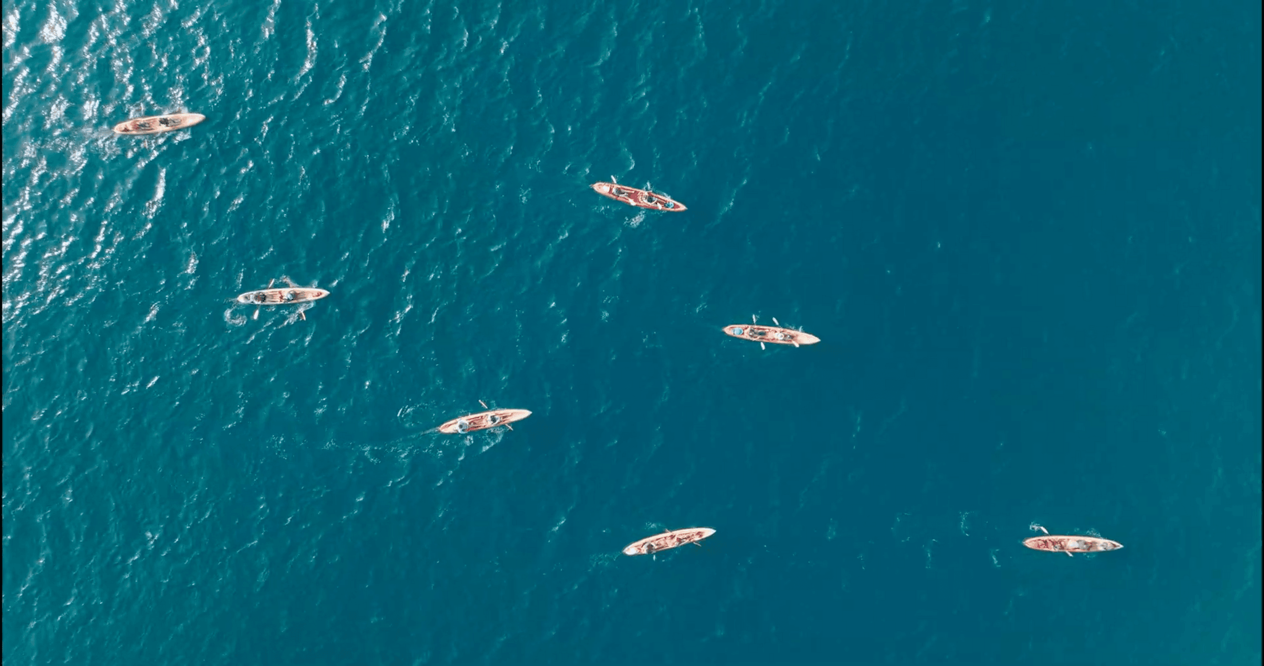 Tomales Point Exploration: Guided Kayak Wildlife Tour on Tomales Bay