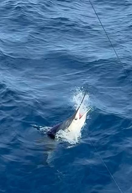 Bluewater gamefish striking lure at boat during offshore fishing