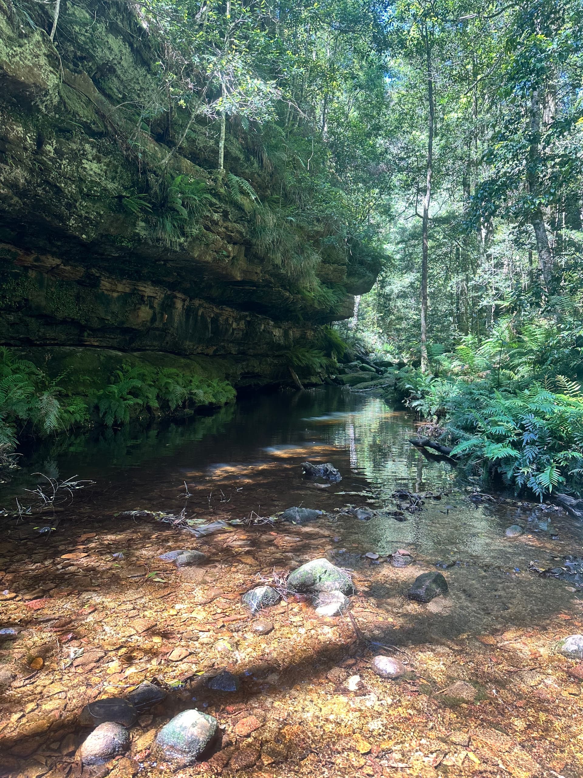 Shaded rainforest creek with clear water, tranquil bushwalking spot