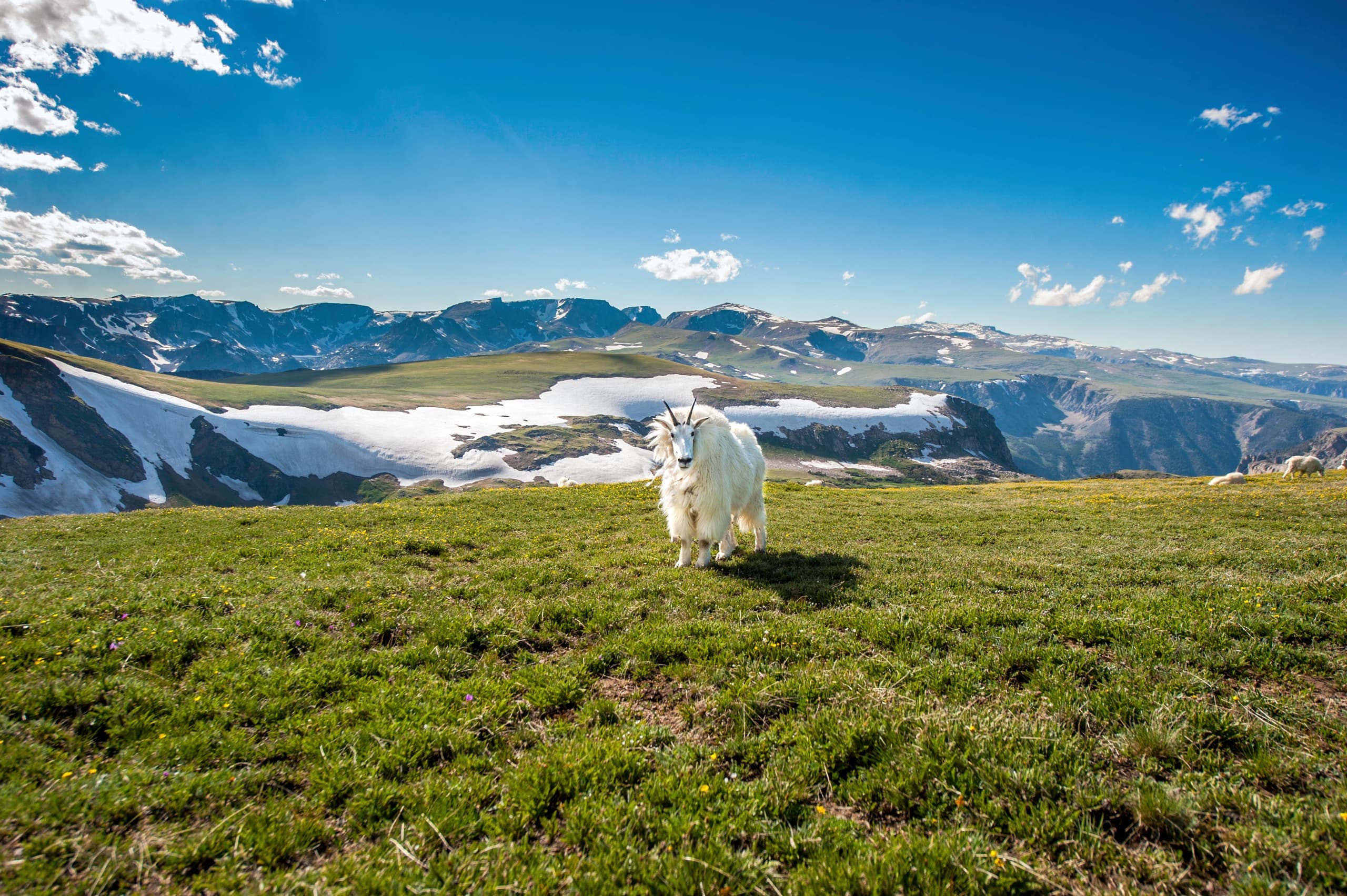 Land Adventures: Beartooth Highway Tour with Beartooth Tours LLC