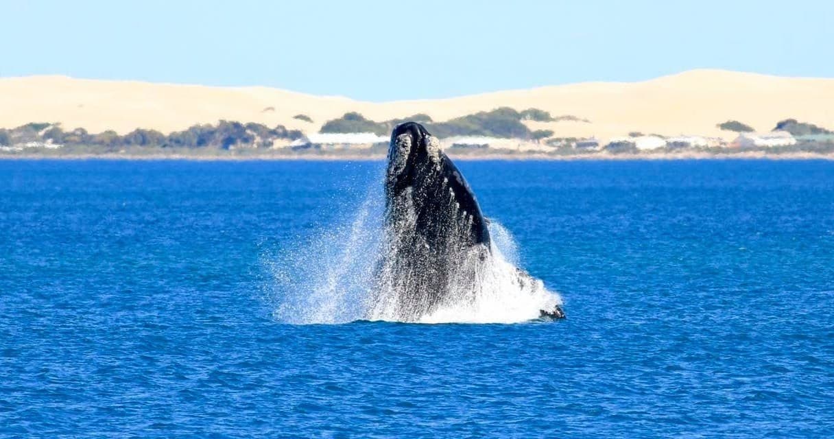 Humpback whale breaching off coastal dunes during ocean wildlife cruise