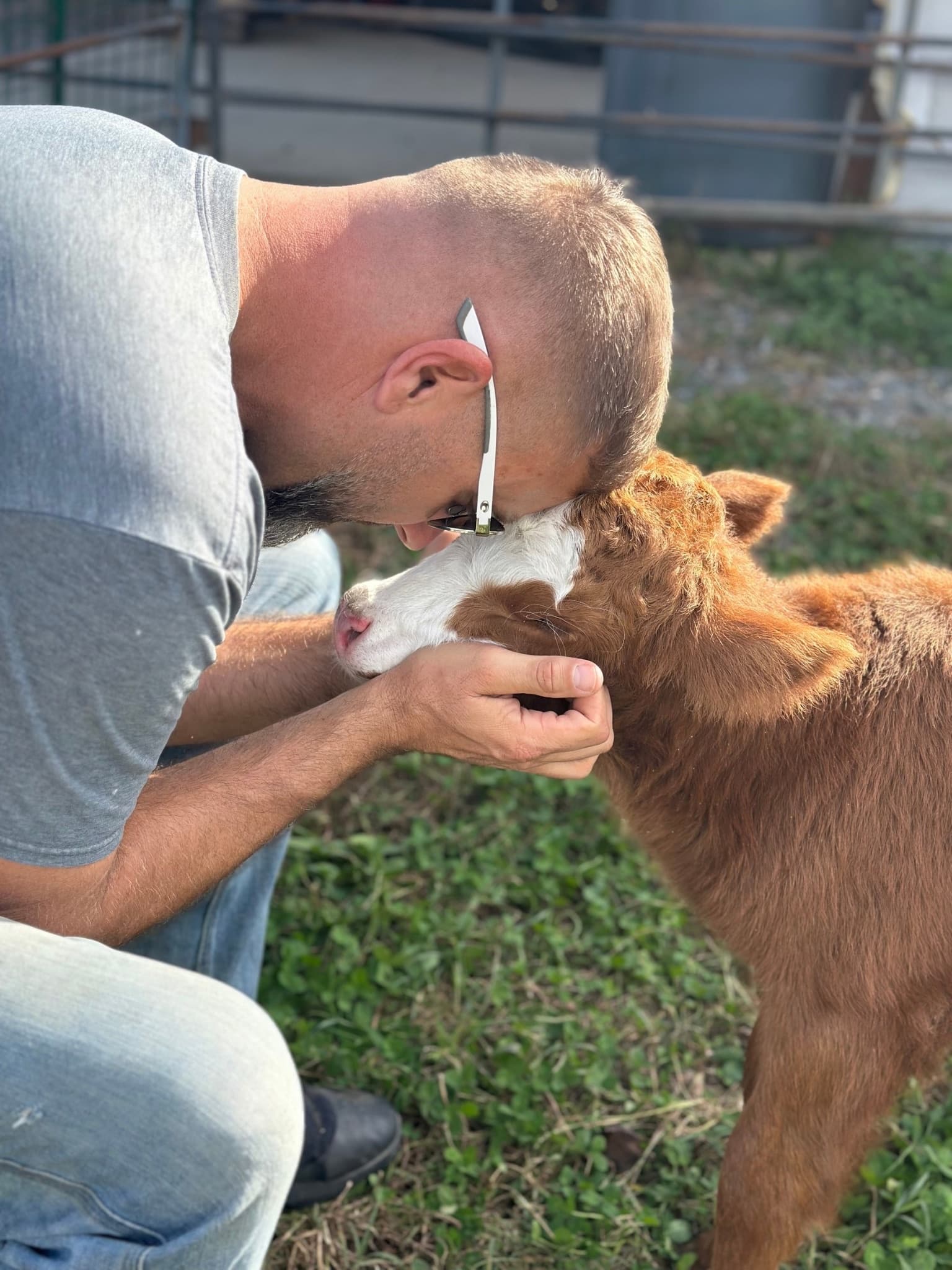 Man kneeling kissing a calf on rural farm pasture