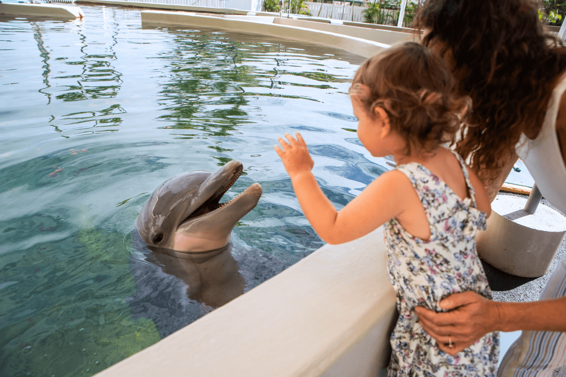 Marine Wildlife & Dolphin Tours at Dolphin Aloha in Hawaii