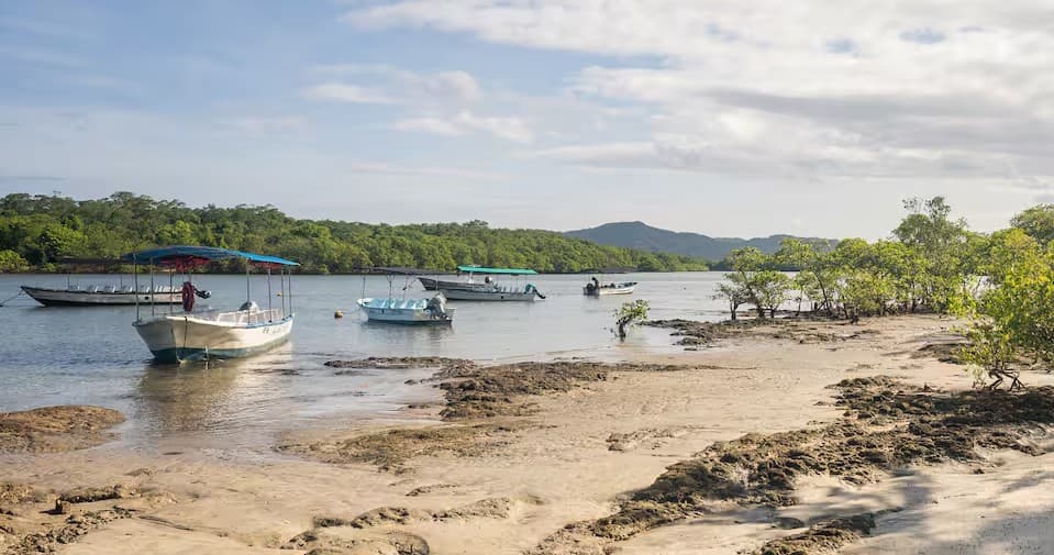 Tamarindo Estuary Boat Tour: Mangrove Wildlife Cruise from Las Baulas