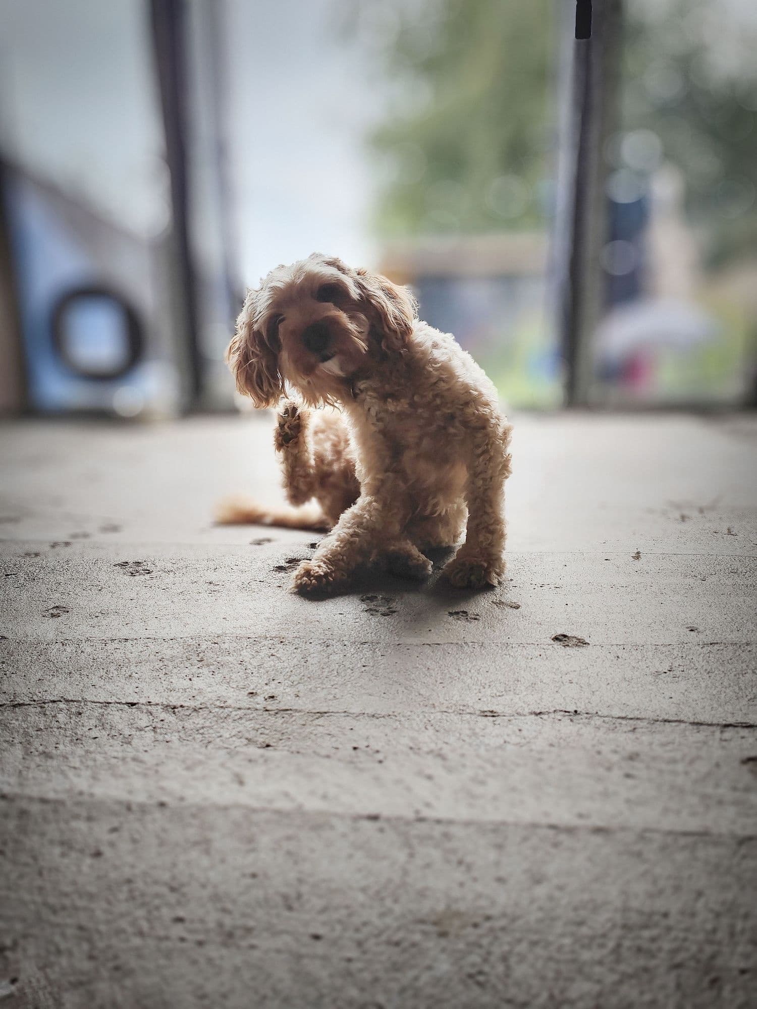 Dog Boarding Care in Durham with Poppy's Perfect Pups