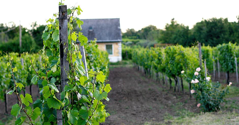 Embark on the Ultimate Vienna to Budapest Wine Transfer Tour