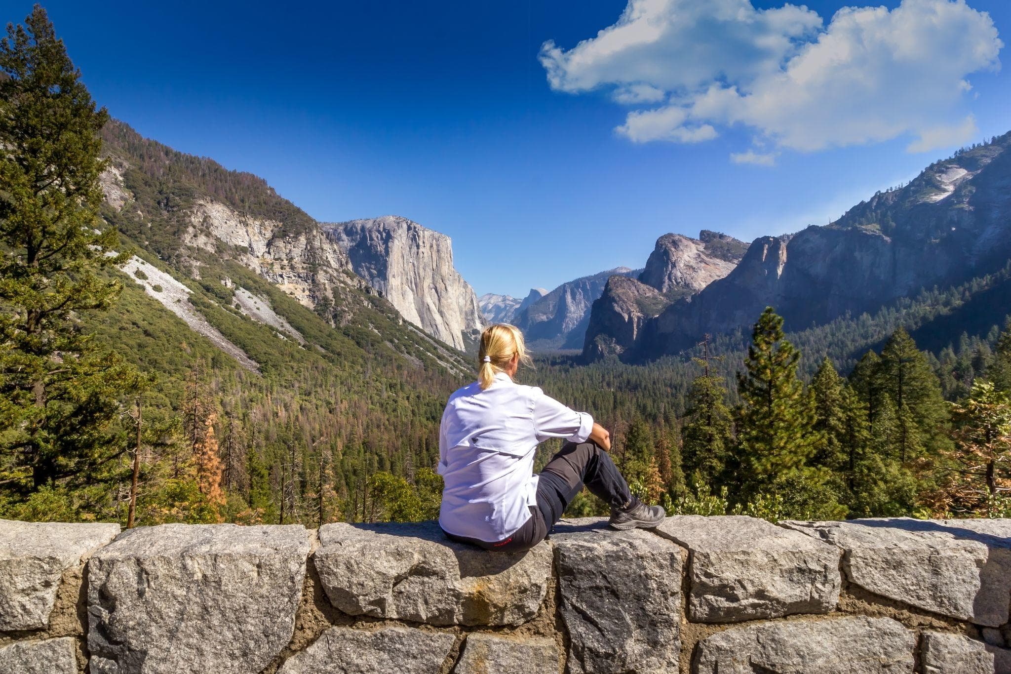 Yosemite Tours fleet