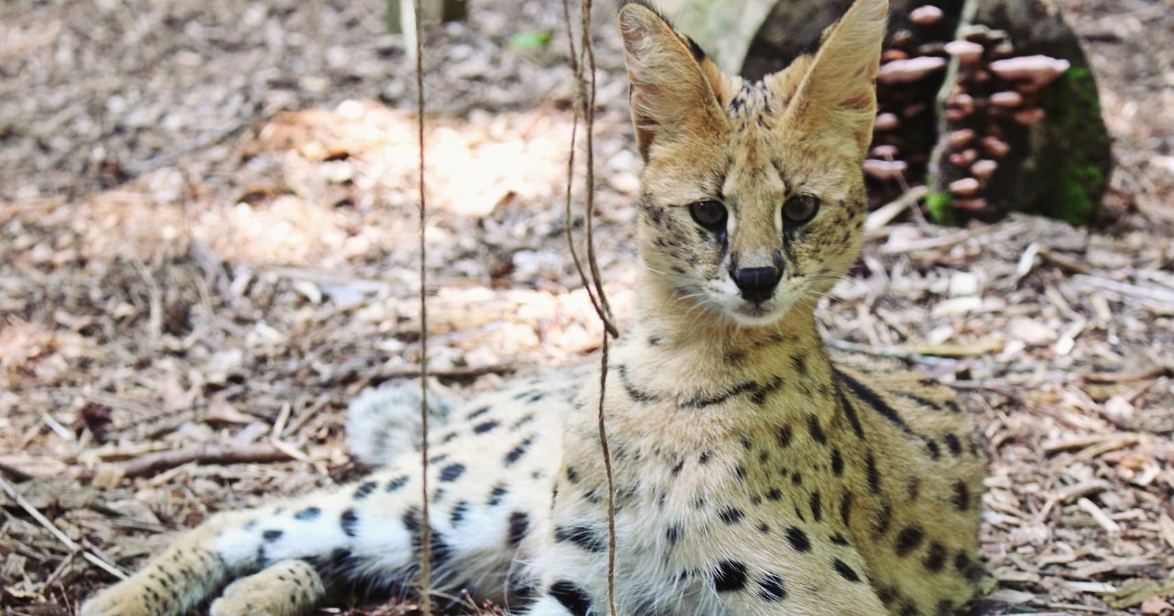 Feline Experience at North Georgia Wildlife, Cleveland