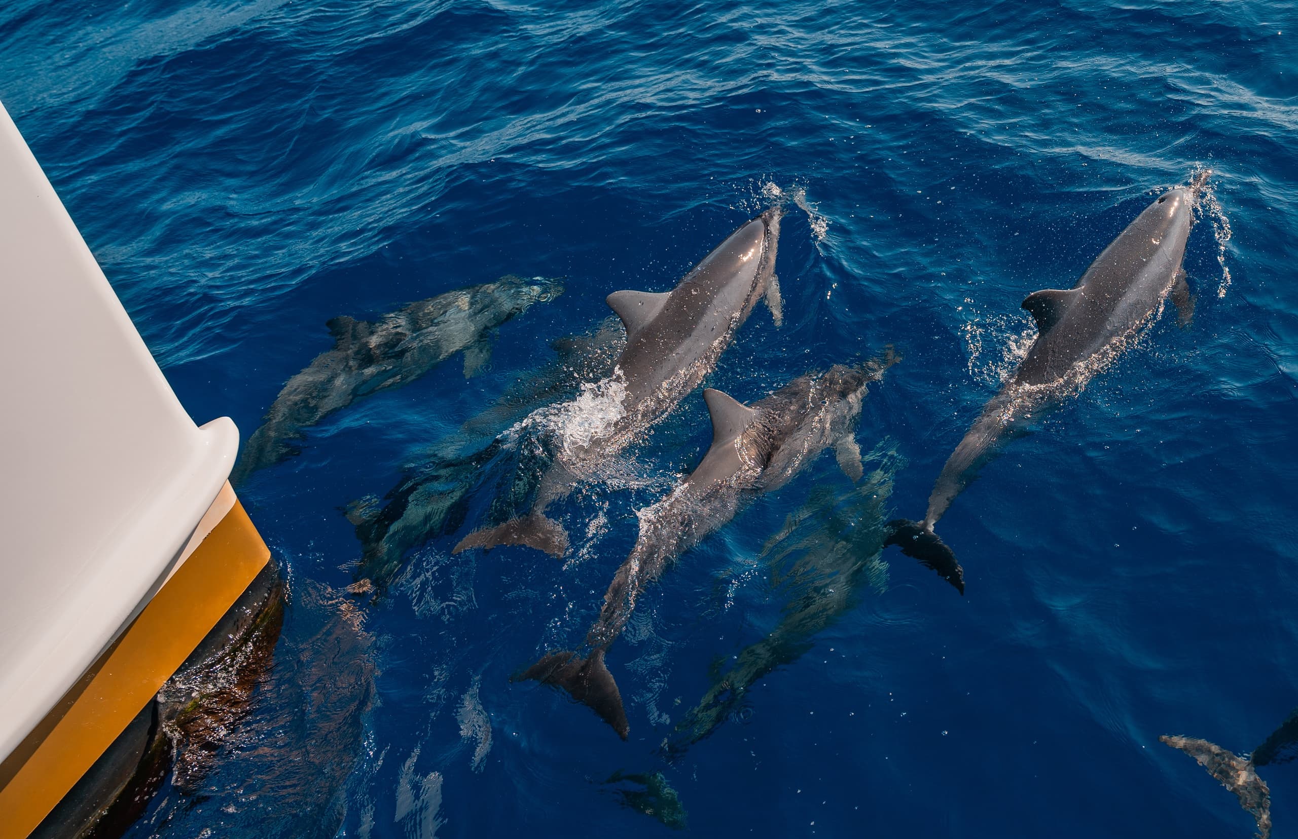 Maui Floating DJ Day Party: 3-Hour Catamaran Cruise with Live DJ & Open Bar photo 3