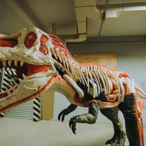 Exposed-muscle dinosaur model display inside museum exhibit hall