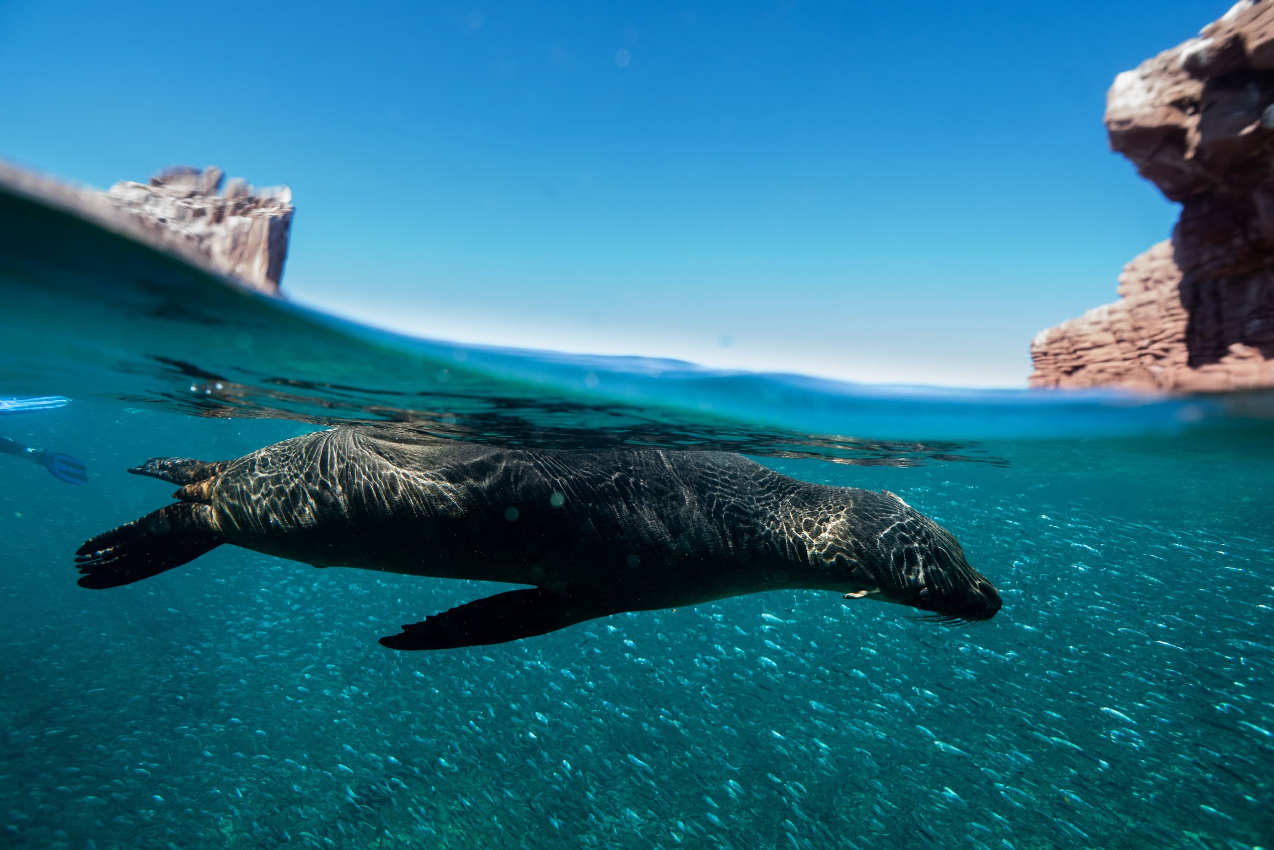 Diving & Wildlife at Orca Dive Baja in Espiritu Santo
