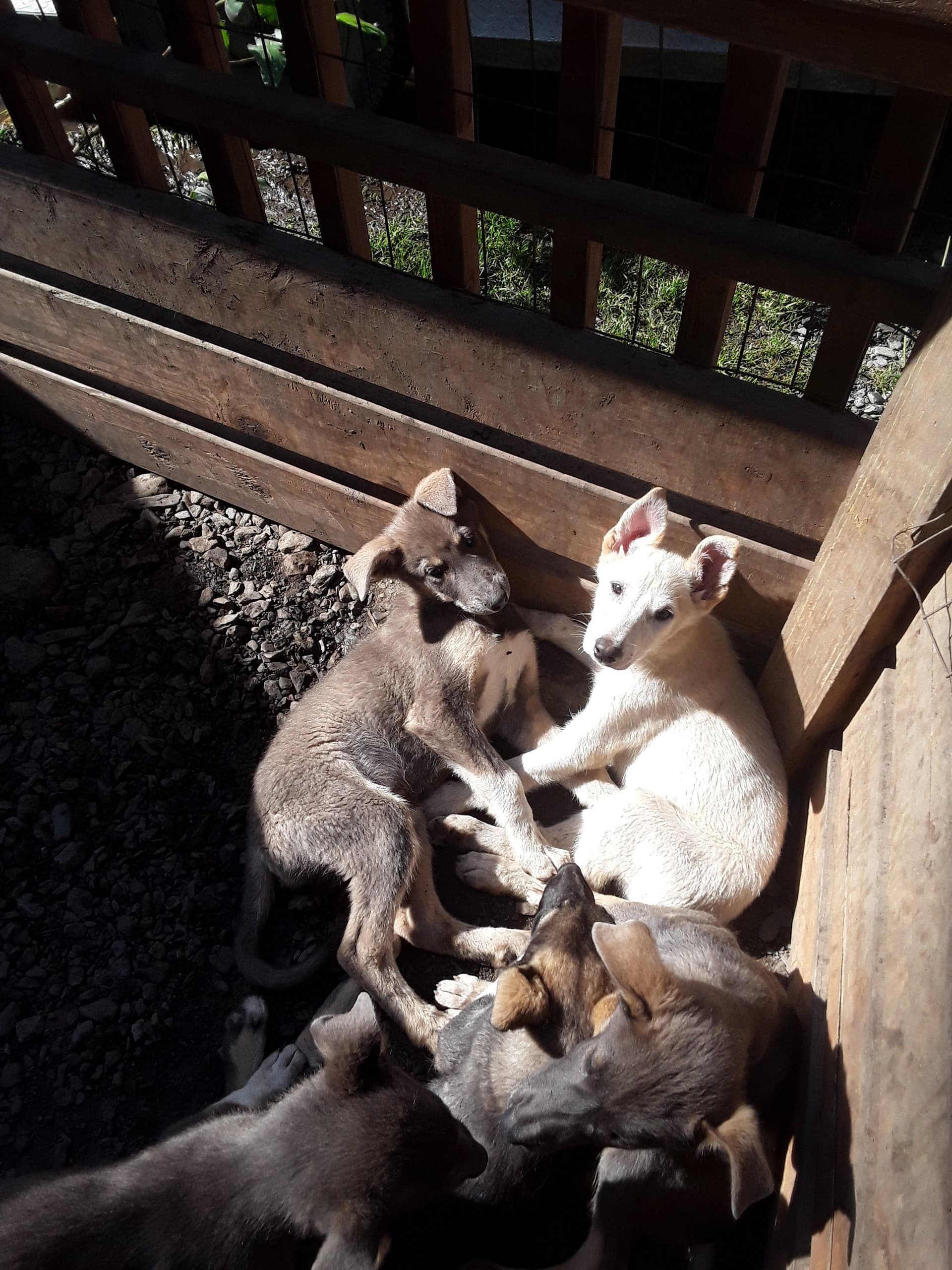Inside the Sled Dog Kennel: Musher Presentation & Puppy Experience in Whittier photo 1