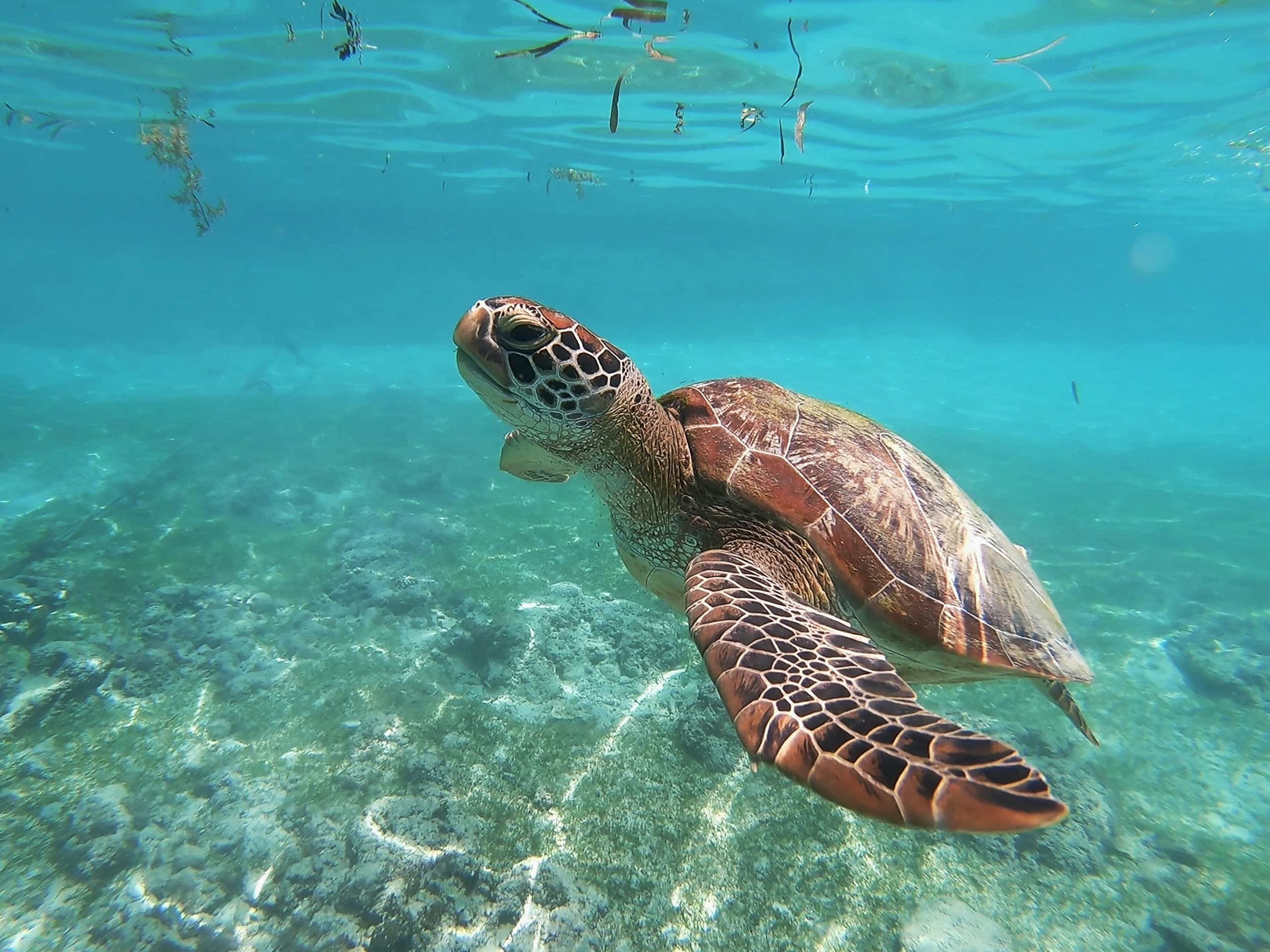Private Turtle Cove Snorkel in St. Thomas, USVI