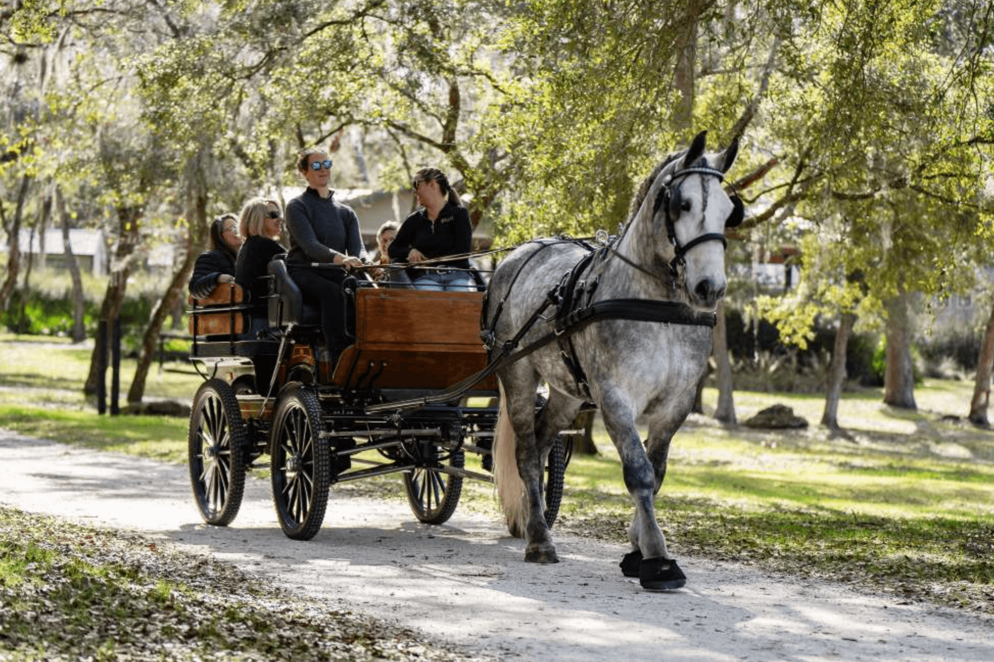 Horse-drawn carriage with passengers on sunny oak-lined path