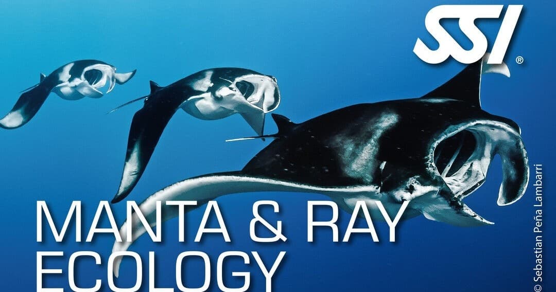 Manta ray gliding over coral reef on ecology scuba tour