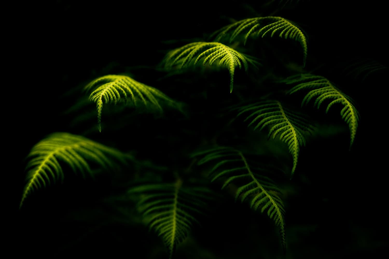 Photography Workshop at Asheville Photo Tours