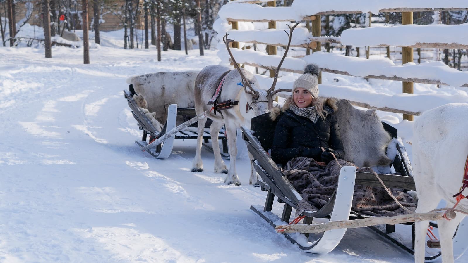 Winter Wildlife & Culture with Reindeer Express at Northern Lights Village Levi