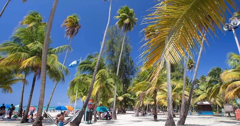 Beachgoers relaxing under palm trees on a sunny tropical beach