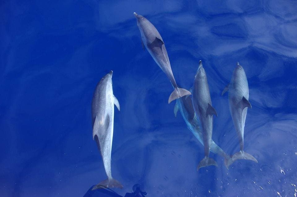 Wild dolphins swimming near surface in clear Atlantic ocean