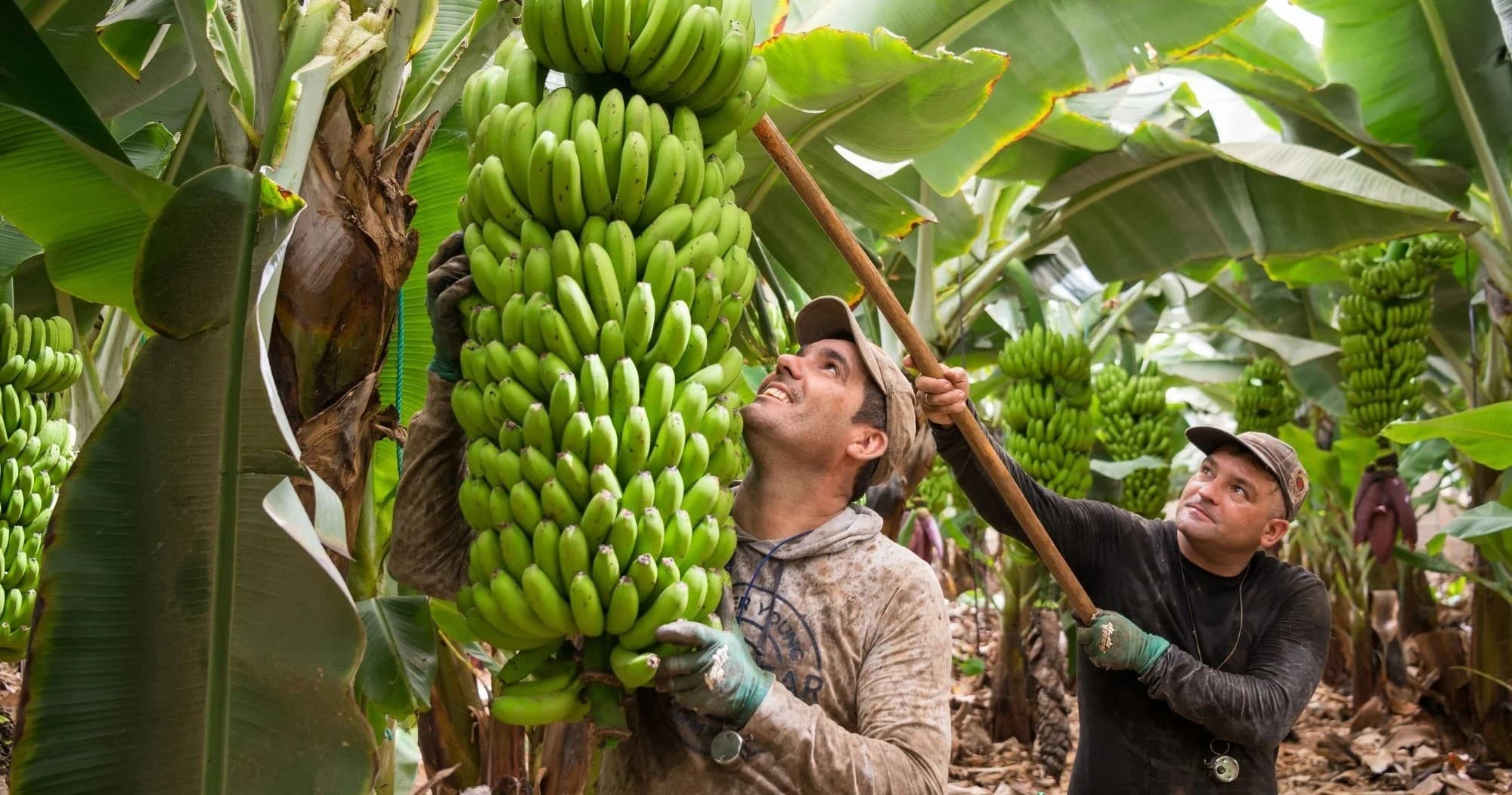 Gastronomic Land Adventures with SABORES de Tenerife