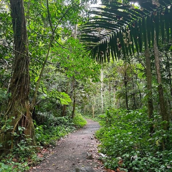 El Yunque National Forest & Luquillo Beach Adventure in Puerto Rico