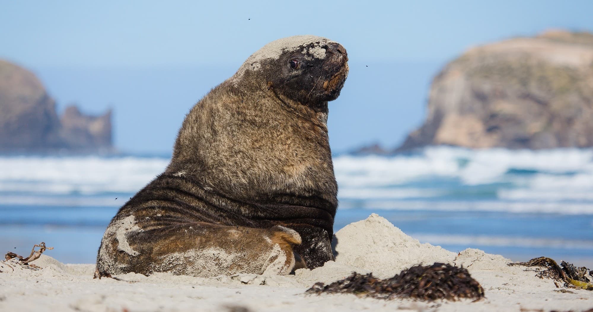 Otago Peninsula Wildlife Tours with Monarch Wildlife Cruises