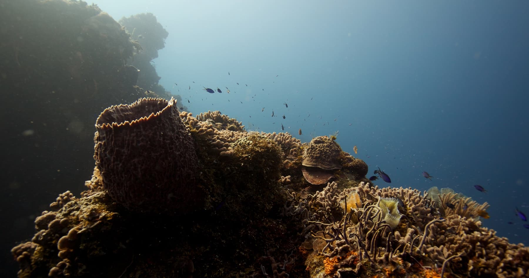 Cozumel Two-Day, Four-Tank Reef Dive: Santa Rosa Wall & Palancar