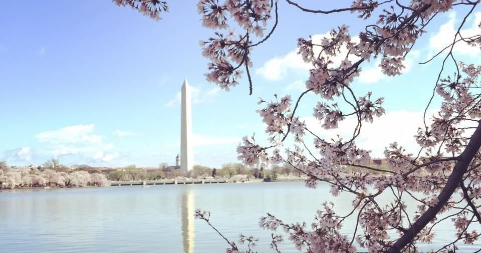 Cherry blossoms framing Washington Monument over Tidal Basin, DC