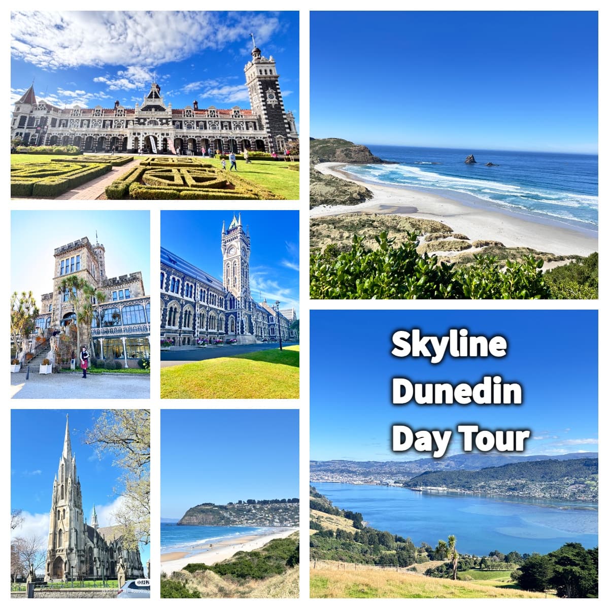Dunedin city and coastal day tour collage showcasing landmarks