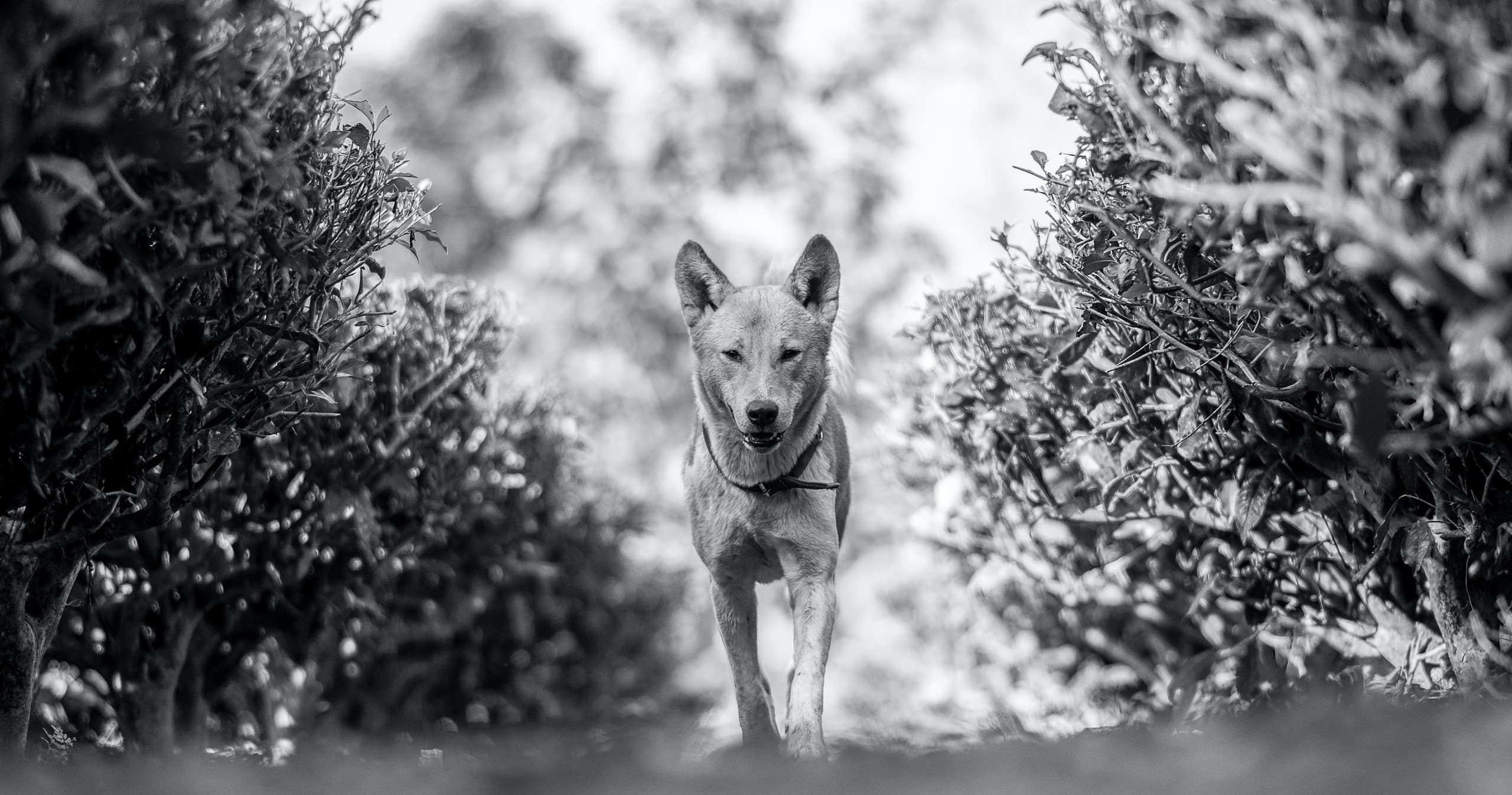 Wildlife & Conservation Dingo Encounter at Ranger Red's Zoo