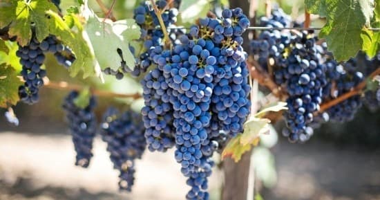 Guadalupe Valley Wine Tour with Sibaria Tours