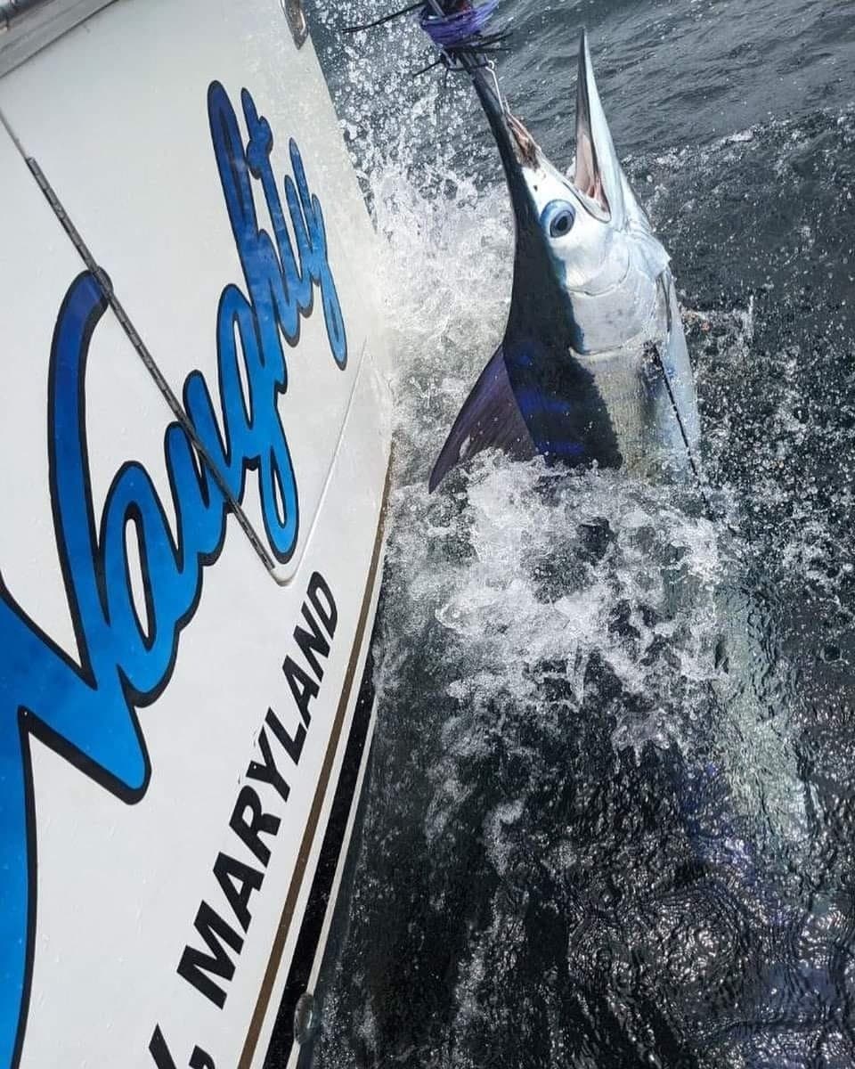 Ocean City Bluewater: Full-Day Tuna, Marlin & Mahi Fishing with Captain George