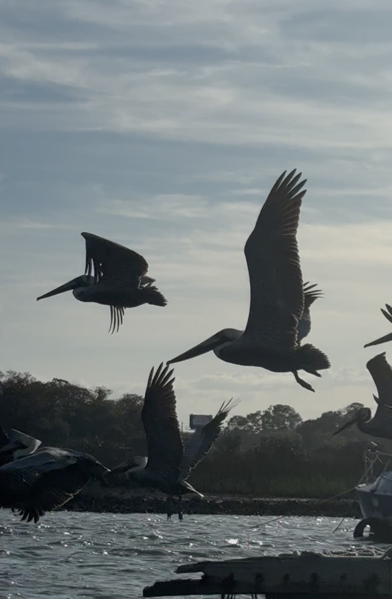 Dawn on the Matanzas: Private Eco Tour with Captain Adam photo 4