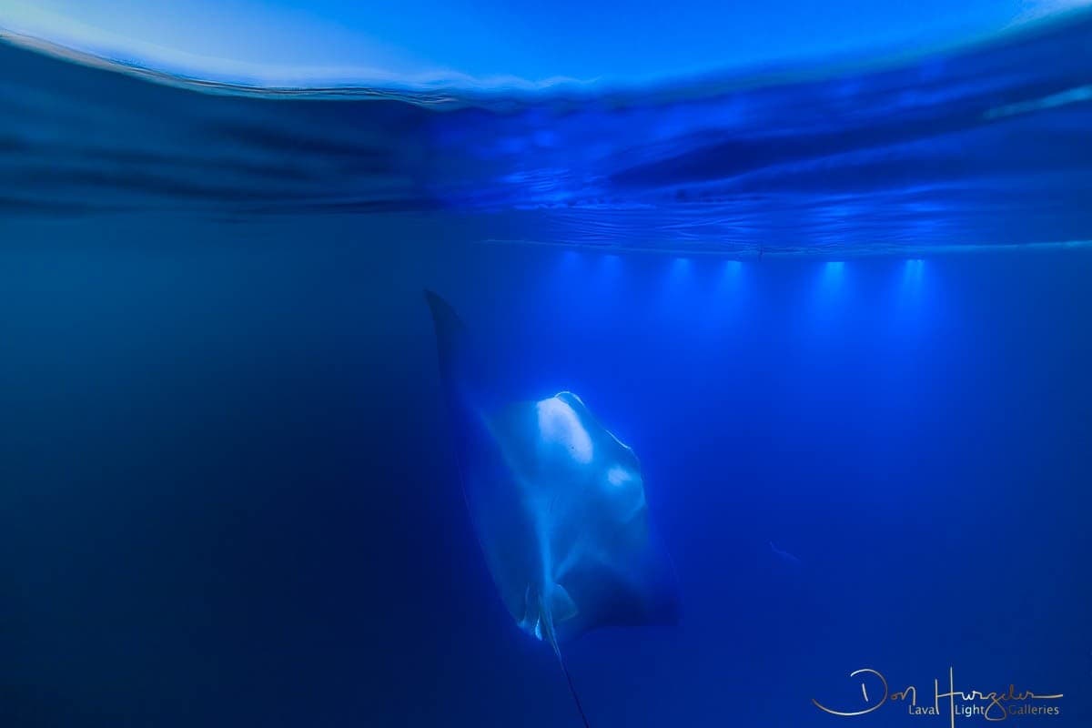 Manta Ray Night Snorkel on the Kohala Coast — Big Island Under the Stars photo 2