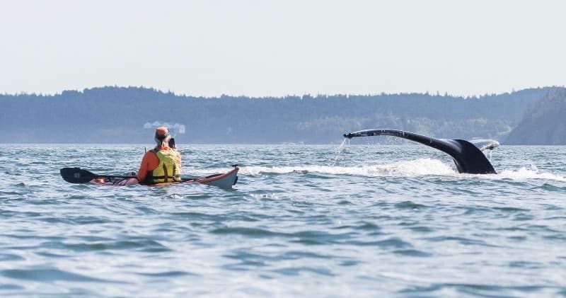 Fundy Isles Sea Kayaking Adventure from Saint Martins, New Brunswick