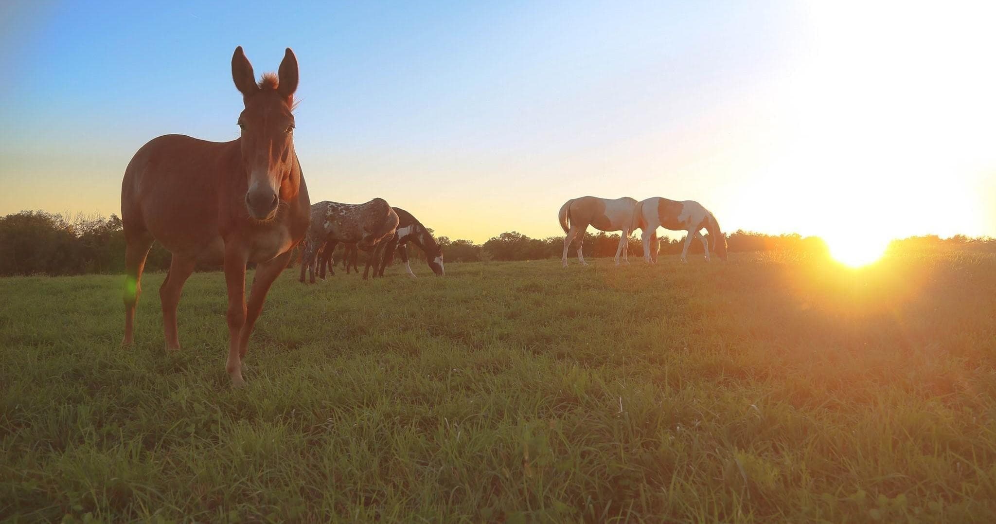 Trail Rides at Wild Rose Equine Center in Missouri
