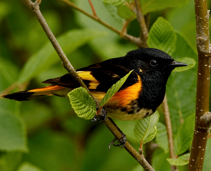 Guided Birding Walks at Triple W Farm in Grayson, KY | Warblers, Raptors & Photography photo 3