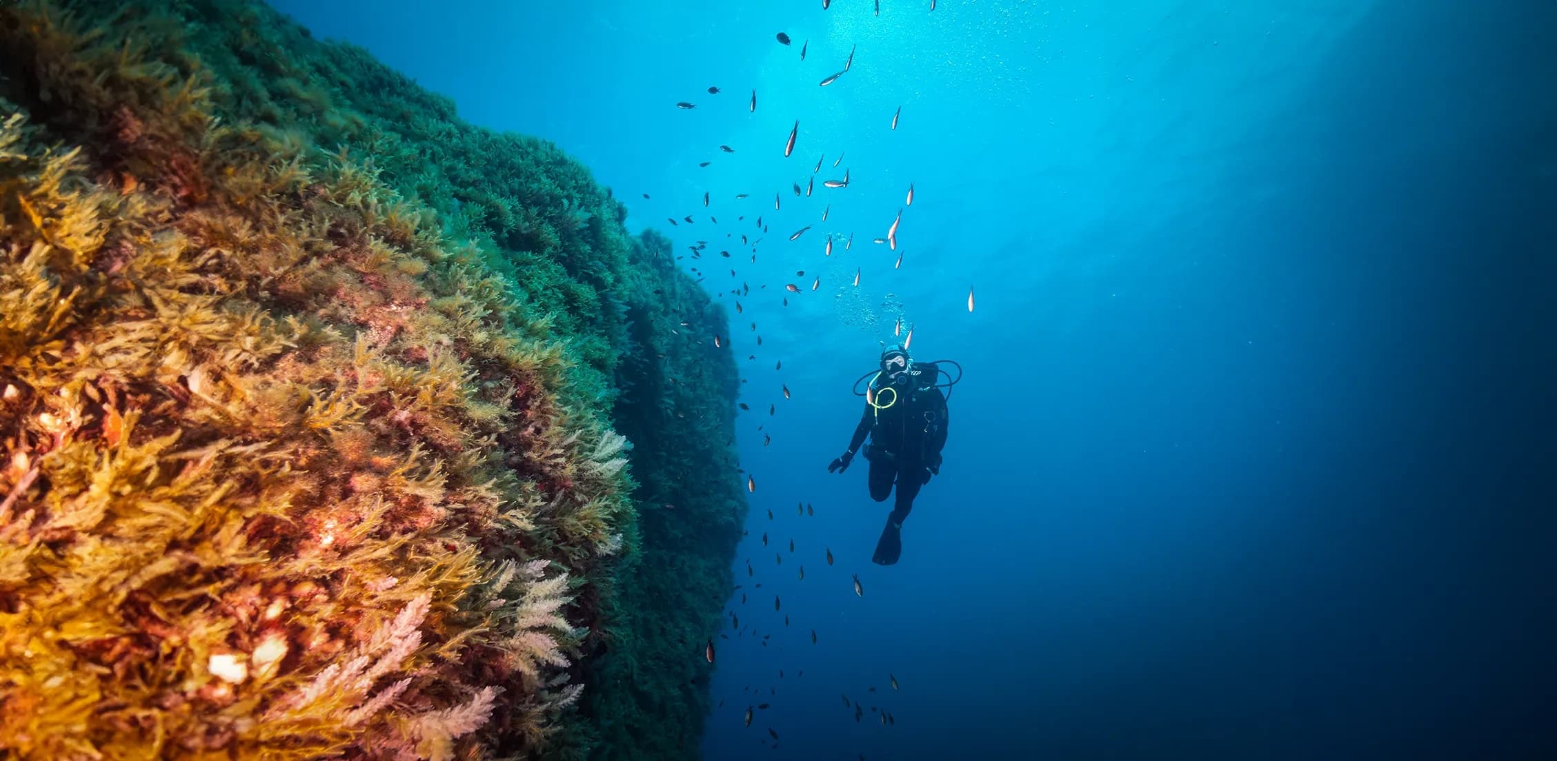 Discover SCUBA in San Pawl il-Baħar: Beginner Dives on Malta’s Limestone Reefs
