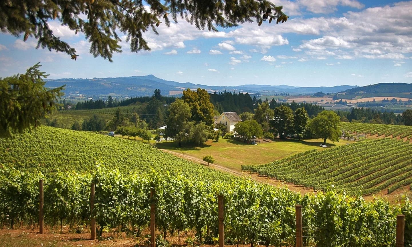 Private Willamette Valley Wine Tours near Portland