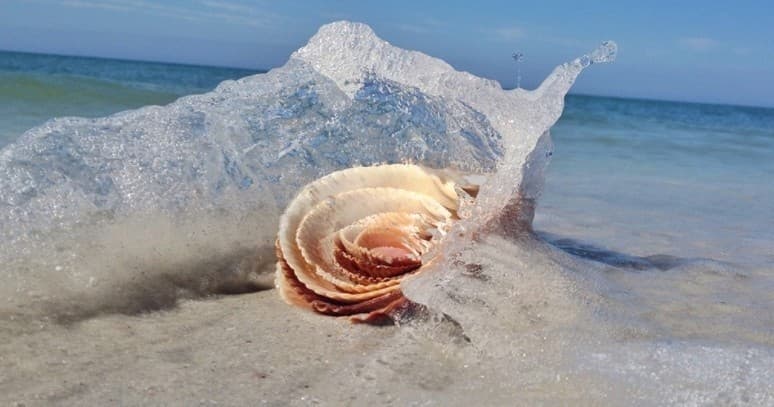 Seashell on sandy Sanibel beach with wave splash and shoreline