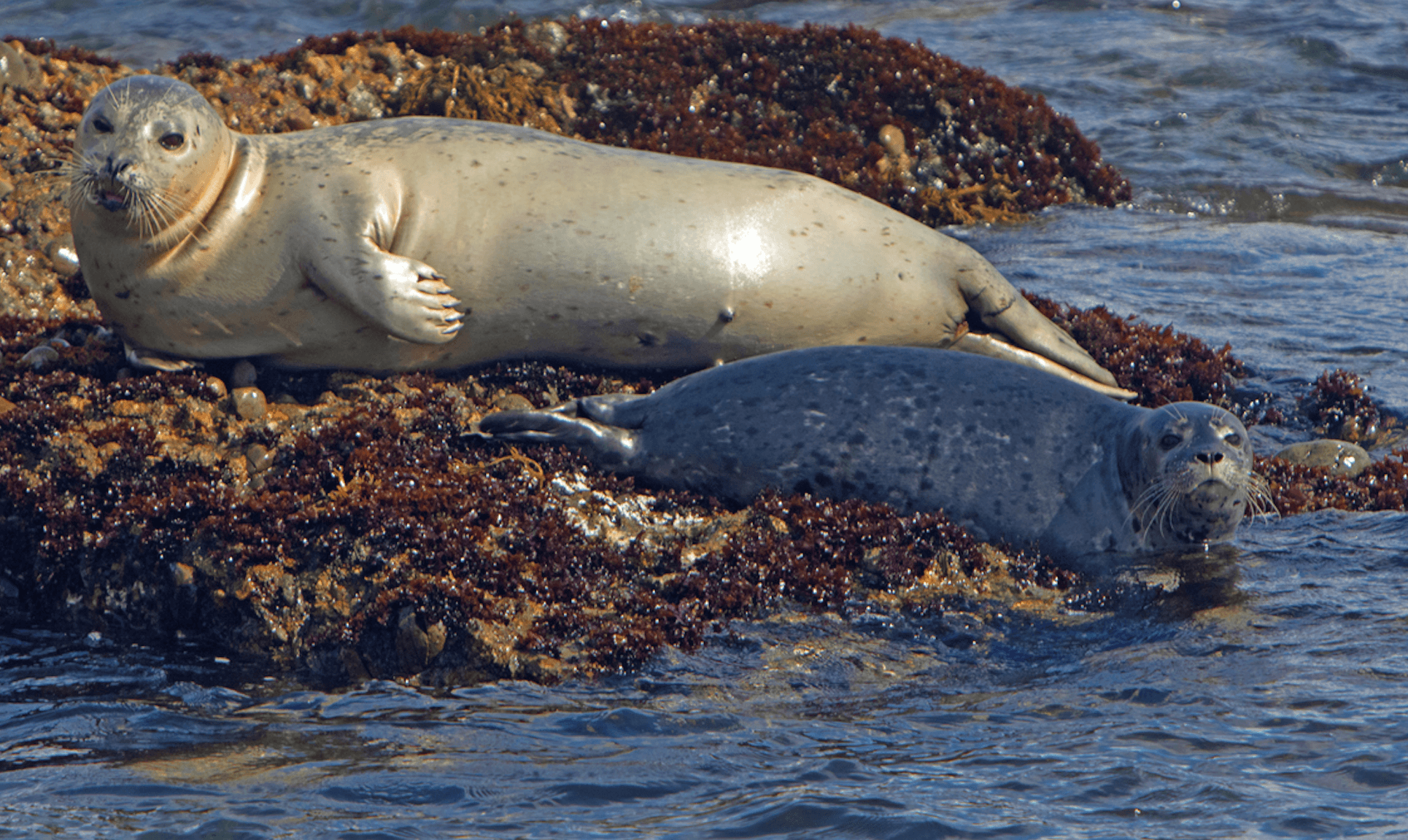 Winter Wildlife Cruise with Classic Harbor Line in NYC
