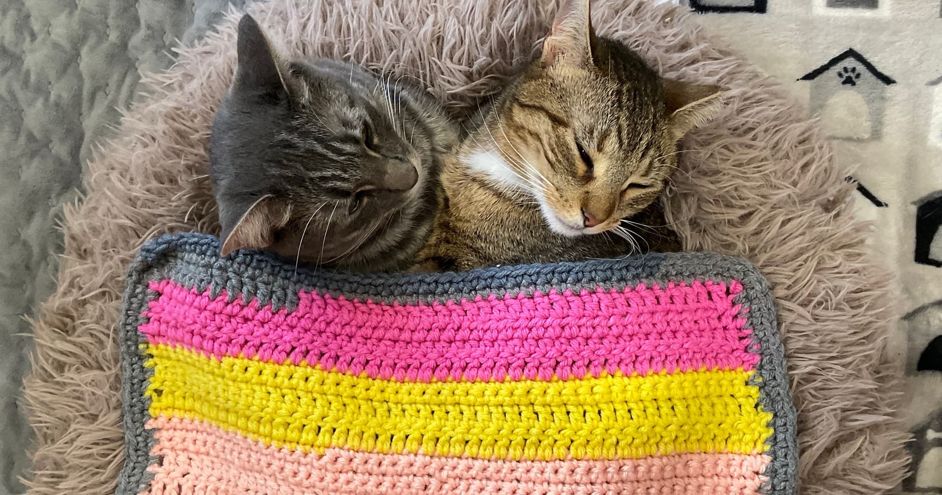 Crochet Night at comfortandjoycatcafe in Colorado Springs