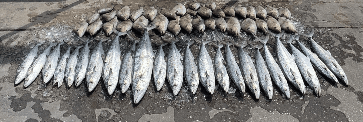 Striped mackerel and reef fish lined on dock after deep-sea fishing trip