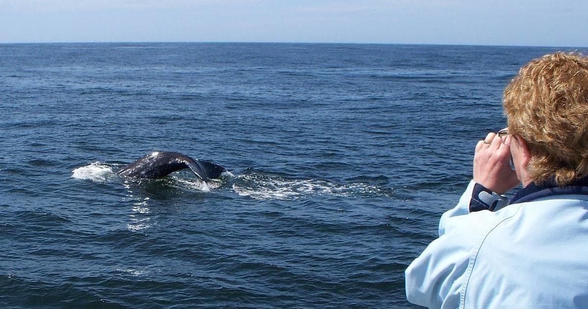 Marine Discovery Tours: Newport Sea Life Cruises