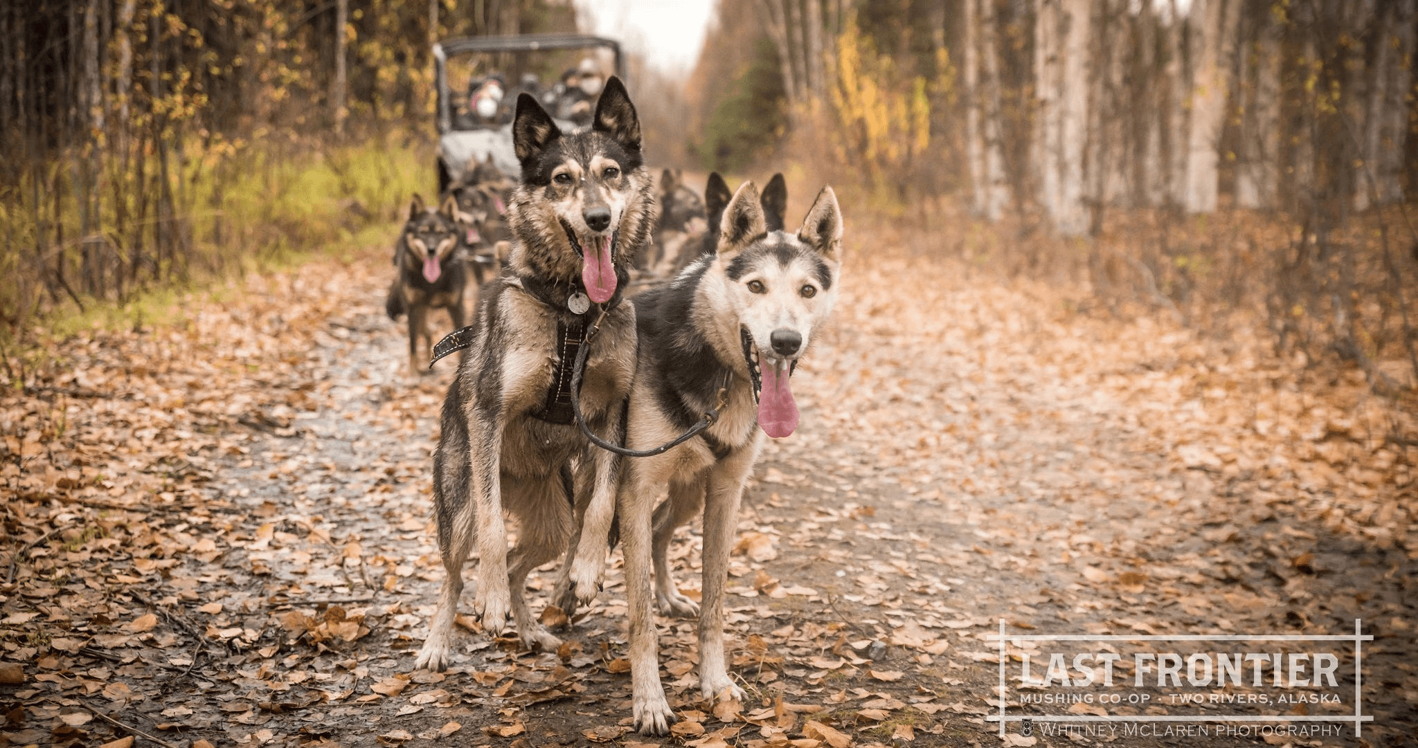 Experience the Thrill of a 1.5-Hour Fall Mush in Fairbanks, Alaska