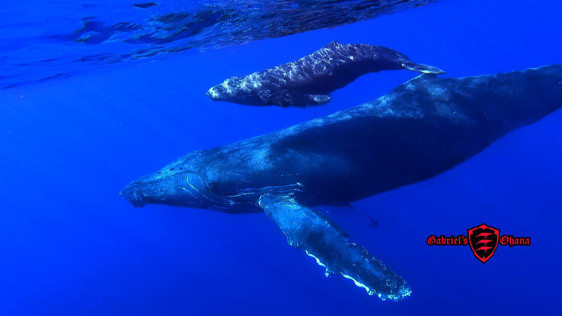 Pair of humpback whales swimming in deep blue ocean