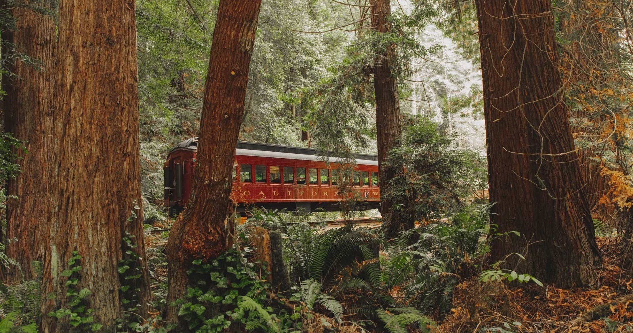 Cinema in the Redwoods: Fort Bragg Outdoor Movie Experience