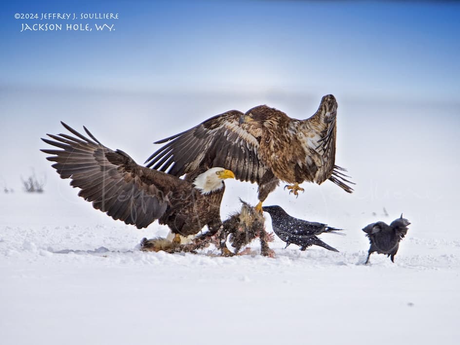 Winter Wildlife & Landscape Photography Tour — Jackson Hole & Grand Teton photo 2