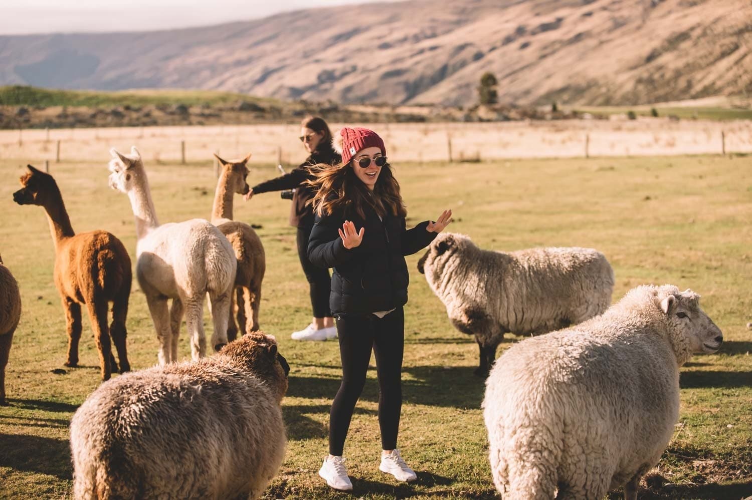 Hands-On Paddock Time: Feed the Animals Experience South of Queenstown photo 1