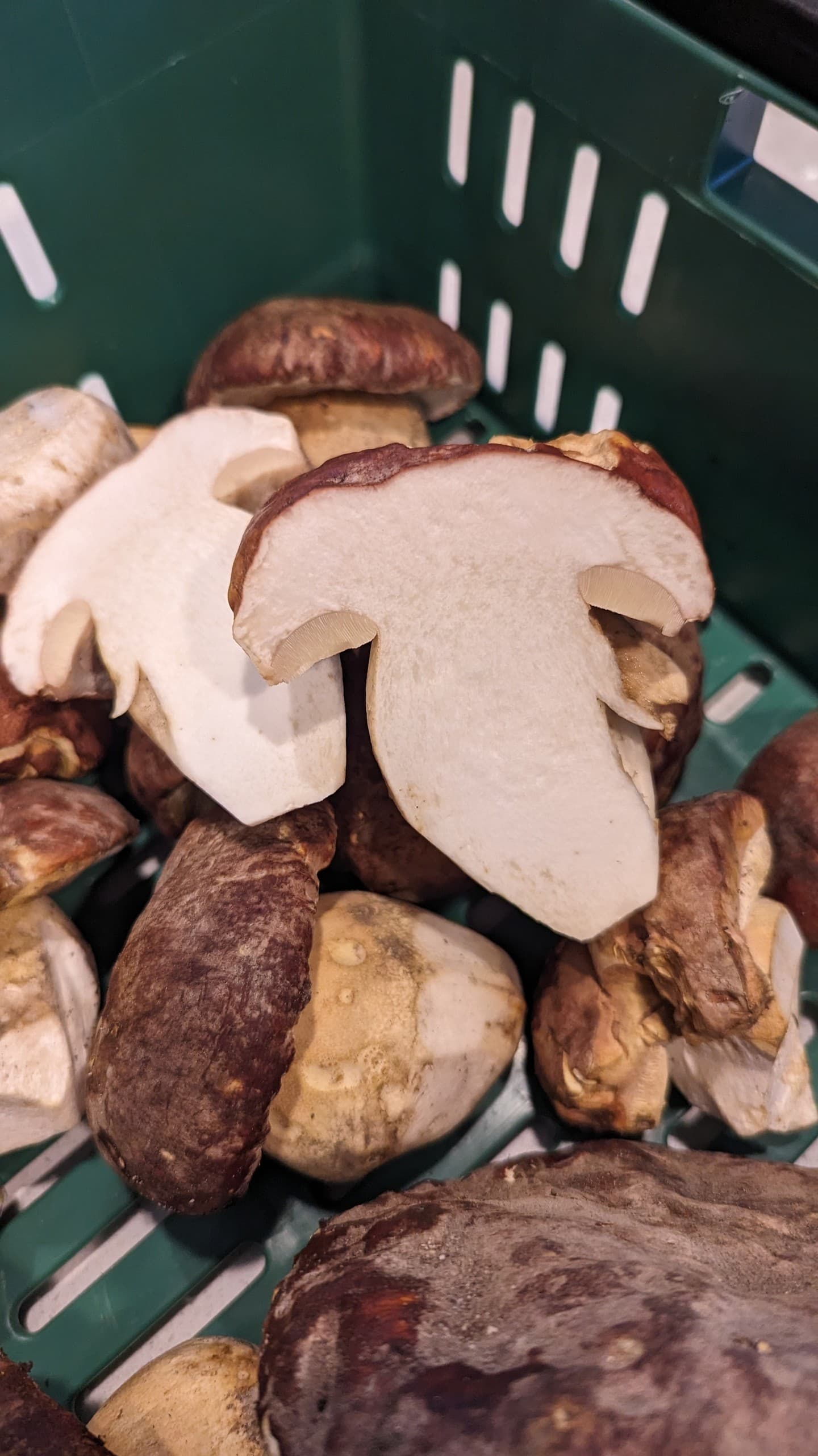 Spring Porcini Hunt: Forage, Identify, and Cook Wild King Boletes in Central Washington photo 1